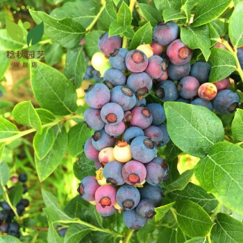 藍莓樹苗陽臺 盆栽果樹苗 地栽果樹苗 南北方種植帶原土發貨 庭院果樹