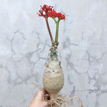 四季开花佛肚海棠块根植物一物一拍观花佛肚树多肉植物盆栽佛肚海棠高cm 裸根发货 图片价格品牌报价 京东