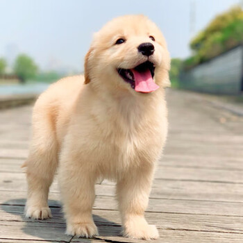 金毛幼犬金毛犬活体金毛犬活体大型犬幼犬纯种金毛犬活体寻回犬幼崽