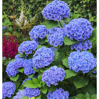 妖精之吻重瓣(大5加仑苗) 带盆栽好