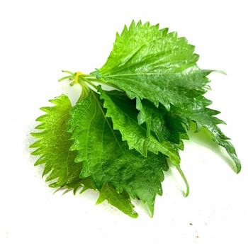 新鲜紫苏叶苏大叶寿司叶海鲜去腥杀菌包烤肉菜鲜苏子叶新鲜40片苏子叶