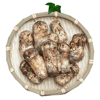 云南丽江新鲜松茸食用菌菇现货3至5厘米500克菌 三级菌大头菌半开伞