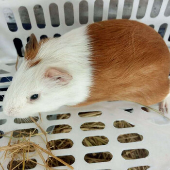 【店铺推荐】荷兰猪活体小香猪豚鼠活物荷兰鼠活体荷兰猪疫苗已打运输