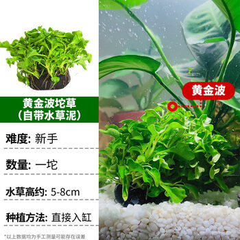 鱼缸水草植物真草造景套餐蜈蚣阴性增氧趴地矮珍珠活懒人水榕沉木黄金波坨草 自带水草泥 图片价格品牌报价 京东