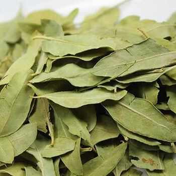 散装罗布麻叶子泡茶泡水 罗布麻茶 罗布麻茶叶新疆 大叶罗布麻叶500克