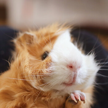 短逆荷兰猪(预定) 颜色随机