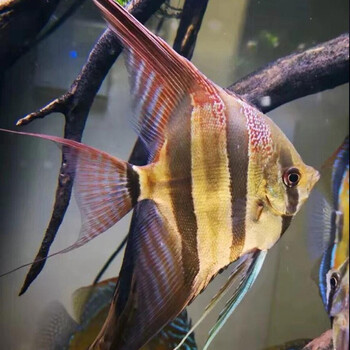 伊莎贝尔红背埃及 神仙鱼圣菲利佩阿塔巴布 燕鱼淡水热带观赏鱼水财神