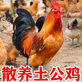 芳玫沂蒙山土公鸡草鸡农家散养老公鸡2000g大公鸡土鸡 2只装