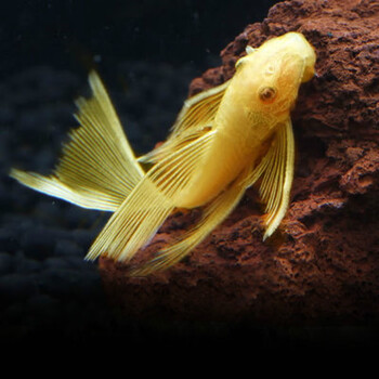 异形热带观赏小型淡水鱼苗活体底栖鼠鱼清道夫工具鱼红眼大帆24cm一条