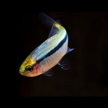 皇室青魔鬼灯鱼南美稀有灯鱼草缸群游活体高端七彩魔鬼小型热带鱼