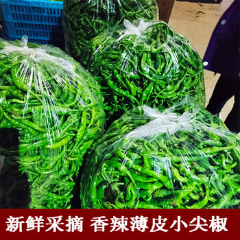 贵妃鲜(guifeixian)现货山东枣庄本地土辣椒薄皮尖椒特辣超辣新鲜辣椒