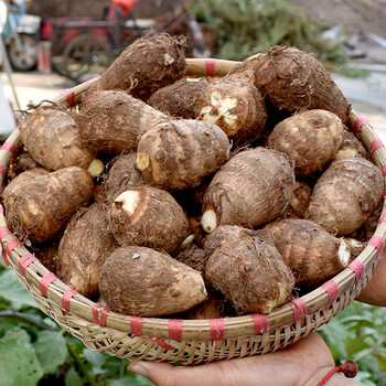 山东牛奶芋头新鲜小芋头芋艿批发蔬菜香芋应季小毛芋