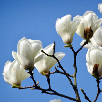 菜友玉兰树苗大型庭院树木红白黄紫盆栽地栽绿化风景耐寒庭院玉兰树苗白玉兰 2公分 其他 图片价格品牌报价 京东