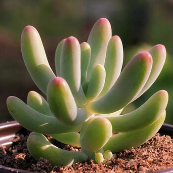 多肉植物好养萌肉多多盆栽稀有新品种八千代4 6cm 不含盆 图片价格品牌报价 京东