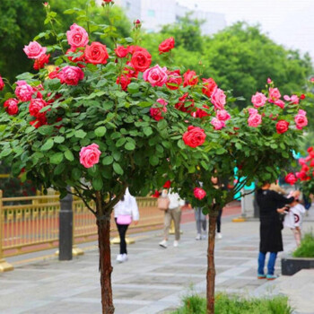 嫁接樹狀月季樹樁月季大花濃香四季開花庭院盆栽地栽月季樹苗棒棒糖