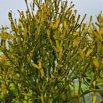 夏安堂螃蟹脚普洱茶无硫云南景迈山螃蟹脚千年古树寄生茶螃蟹脚茶晒干