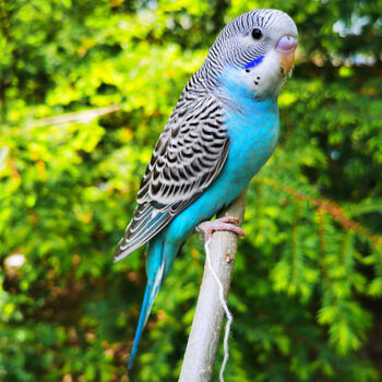 爱情鸟活体大型虎皮手养下蛋鸟繁殖种鸟一对 蓝皮鹦鹉【可教说话】