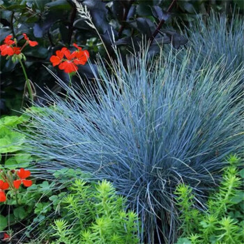 慕尔森蓝羊茅盆栽多年生粉黛乱子草宿根花镜植物羽毛草耐寒庭院花园