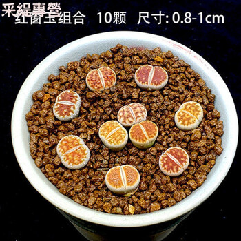 多肉植物生石花组合拼盘新手套装屁股花pp花石头花石生花肉肉10颗红窗玉尺寸0 8 1cm 不含盆土 图片价格品牌报价 京东