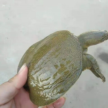 1两-9两淡水养殖小甲鱼苗活体小中华鳖苗食用王八苗散养套养 1-1.