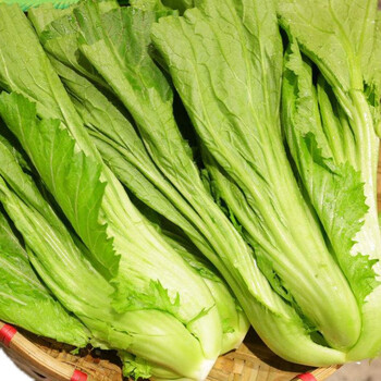 广东大肉包心芥种子芥菜种籽客家芥菜腌制酸菜小青菜农家蔬菜种孑9201