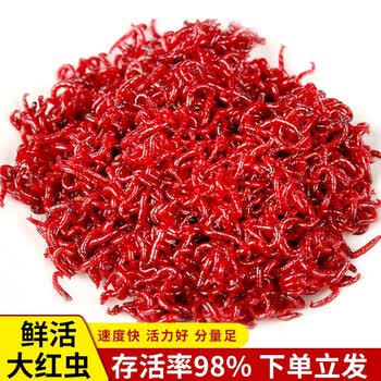 杰米仕红虫活体鱼饵料野钓红虫活饵特大号钓鱼公虫喂鱼虫浓腥秋冬鲤红虫鱼饵大号100克 干净鲜活 图片价格品牌报价 京东