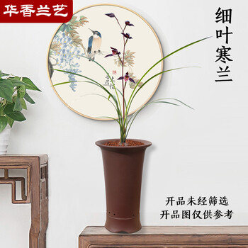 顺丰速运 华香兰艺细叶寒兰浓幽香型兰花冬带花苞兰花苗盆栽室内外绿植物浓香型花卉细叶寒兰2苗连体裸根带花苞 图片价格品牌报价 京东