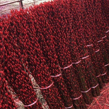 精选 新年银柳真花鲜枝室内水培水养盆栽干花卉冬季过年宵装饰植物红色银柳 2个挂件 60厘米高 40支 步步高升 图片价格品牌报价 京东