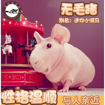荣郁 荷兰无毛豚鼠网红无毛猪无毛豚猪天竺鼠无毛迷你猪迷你小河马