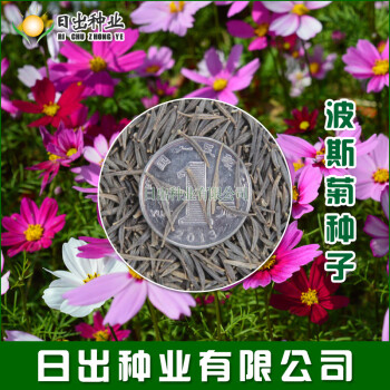 種子格桑花花卉種子菊花太陽花薄荷草莓向日葵滿天星高矮杆 多年生