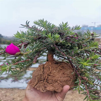 七抒重瓣太阳花老桩牡丹玫红紫玫红王素材花苗带根带土带花苞盆景造型
