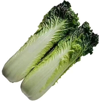 云南高山青麻叶大白菜秋绿白菜竹筒白菜津绿白菜二青白菜新鲜现摘 青