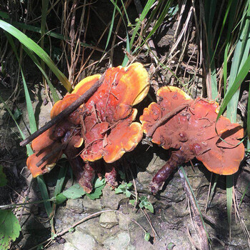 灵芝仿野生整只赤灵芝神农架深山石灵芝红血灵芝可打磨粉500克