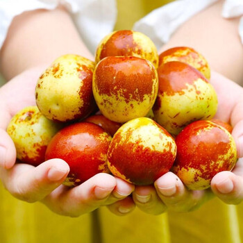 青尊园新疆冬枣新鲜应季水果礼盒大果鲜枣精选级冰糖脆枣特大牛奶枣子