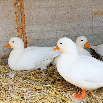 纯种柯尔鸭活宠物鸭科尔鸭幼仔可达鸭鸭子活宠物柯基鸭柯尔鸭景区