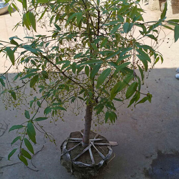 珊栀金丝吊蝴蝶树苗卫矛原生金线吊蝴蝶盆栽地栽花卉绿植开花树苗 1.