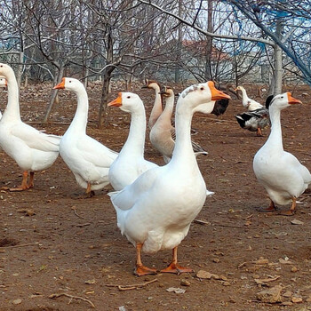 精品冷运农家散养新鲜大鹅超大鹅肉鹅掌大白鹅整只冷冻非东北活体笨老
