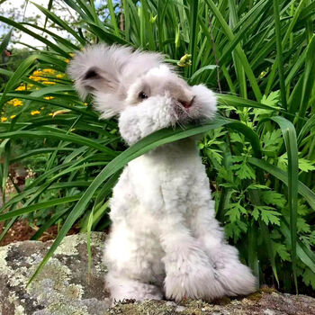 网红巨型安哥拉兔巨兔活体长毛兔子活物大型兔子宠物兔幼年成年兔