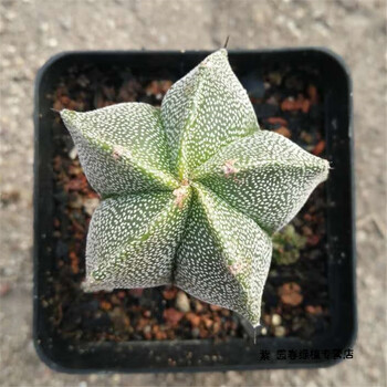 园艺仙人球实生银砂【五角鸾凤玉】多肉植物 好养开花美观 实生银砂