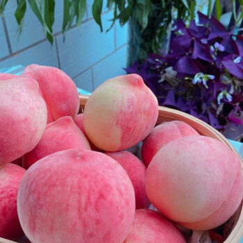 平谷仙桃九号精品12枚礼盒装