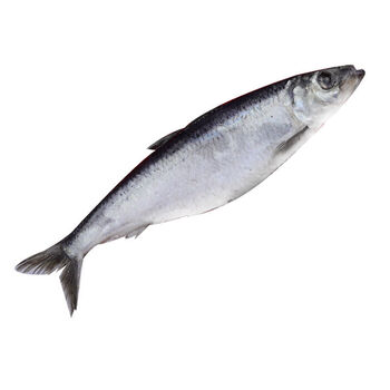 诺斯食美海青鱼新鲜沙丁鱼大青鱼深海大鲱鱼鱼白整箱满籽3两到6两 条3斤净重无冰 图片价格品牌报价 京东