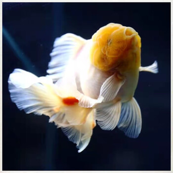 百褶泰狮金鱼精品百褶裙玛丽f1原泰麒麟红白观赏鱼苗兰寿冷水好养
