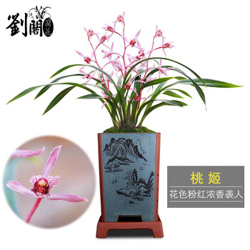 刘阁兰花桃姬墨兰报岁兰冬带花苞出售好养兰花苗室内花卉盆栽5苗连体裸根 图片价格品牌报价 京东