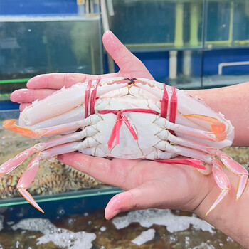 大个鲜活红花蟹 北京海鲜闪送 北京现货京深海鲜市场发货 350-400g/只