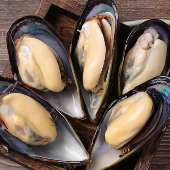 赶鱼夫 鲜活特大青口贝 新鲜大海虹淡菜贻贝 贝类水产 鲜活发货【净重