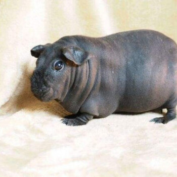 网红无毛小河马迷你小河马无毛猪豚鼠活物无毛活体无毛宠物随机发货母