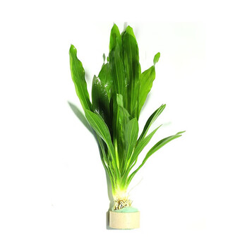 jypet水草活体好养耐植物绿菊蜈蚣草大叶绿鱼缸 大叶绿九冠1颗(带瓷环