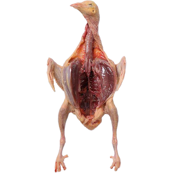 土鸽三年老鸽营养乳鸽现杀新鲜鸽子肉原粮喂养冰鲜鸽 精品小乳鸽2只装