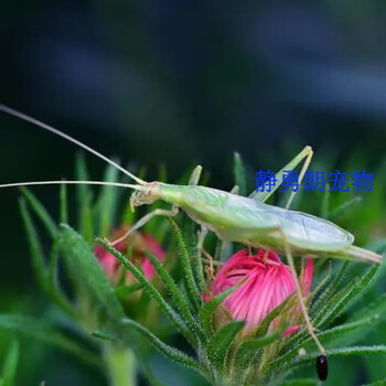 荣郁 竹蛉活体青竹蛉河北竹蛉活虫鸣虫 青竹蛉一只