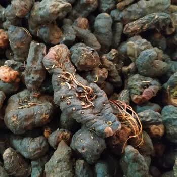 康中尊化骨莲中药原材料草河车蚤休拳参中草药新货野外生干化骨莲泡酒